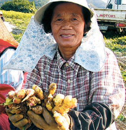 30일 오후 충남 서산시 팔봉면 양길리 주민이 밭에서 캔 생강을 들어 보이고 있다. [서산시청 제공]