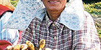 30일 오후 충남 서산시 팔봉면 양길리 주민이 밭에서 캔 생강을 들어 보이고 있다. [서산시청 제공]
